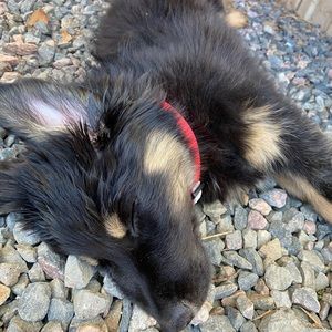 Meet your Posher, Seamus